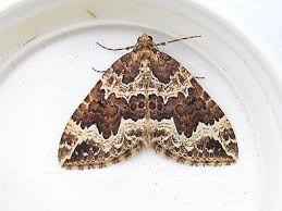 Attēlu rezultāti vaicājumam “Lampropteryx suffumata”