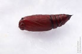 Attēlu rezultāti vaicājumam “Erannis defoliaria larva”