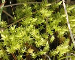 Attēlu rezultāti vaicājumam “Aulacomnium palustre”