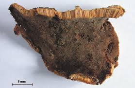 Attēlu rezultāti vaicājumam “Rigidoporus crocatus”