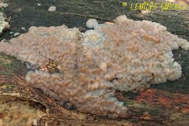 Attēlu rezultāti vaicājumam “Exidia thuretiana”