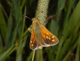 Attēlu rezultāti vaicājumam “Hesperia comma female”
