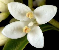 Attēlu rezultāti vaicājumam “Ligustrum vulgare”