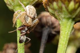 Attēlu rezultāti vaicājumam “Xysticus ulmi adult”