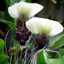 Image result for Tacca chantrieri