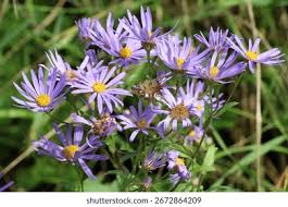 Image result for Aster amellus