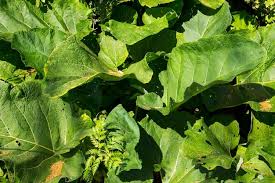 Attēlu rezultāti vaicājumam “Arctium tomentosum leaf”