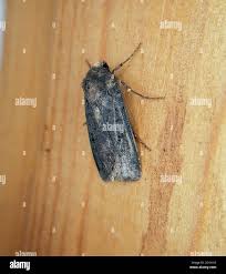 Attēlu rezultāti vaicājumam “Euxoa nigricans”