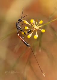 Attēlu rezultāti vaicājumam “Gasteruption jaculator imago”