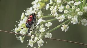 Attēlu rezultāti vaicājumam “Trichodes apiarius”