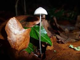 Attēlu rezultāti vaicājumam “Mycena filopes”