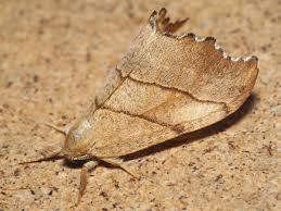 Attēlu rezultāti vaicājumam “Falcaria lacertinaria”