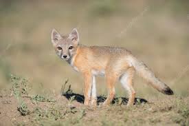 Attēlu rezultāti vaicājumam “Vulpes vulpes  juvenile”