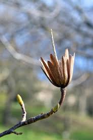 Attēlu rezultāti vaicājumam “Liriodendron tulipifera bud”