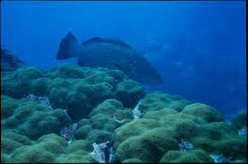 Image result for Mycteroperca bonaci