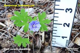 Attēlu rezultāti vaicājumam “Geranium bohemicum”