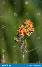 Attēlu rezultāti vaicājumam “Clossiana selene”