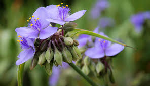 Attēlu rezultāti vaicājumam “Tradescantia virginiana flower”