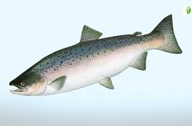 Image result for Oncorhynchus keta
