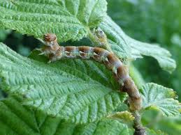 Attēlu rezultāti vaicājumam “Erannis defoliaria larva”