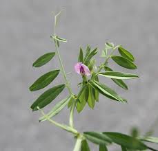 Attēlu rezultāti vaicājumam “Vicia sativa flower”
