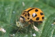 Attēlu rezultāti vaicājumam “Propylea quatuordecimpunctata”