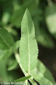 Attēlu rezultāti vaicājumam “Salvia nemorosa leaf”