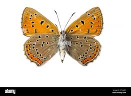 Attēlu rezultāti vaicājumam “Lycaena hippothoe underside”