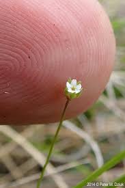 Attēlu rezultāti vaicājumam “Androsace septentrionalis”