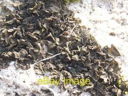 Attēlu rezultāti vaicājumam “Collema flaccidum”