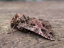 Attēlu rezultāti vaicājumam “Hadena rivularis”