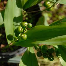 Attēlu rezultāti vaicājumam “Convallaria majalis”