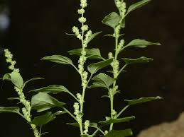Image result for Chenopodium album