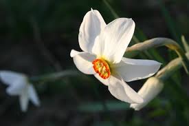 Attēlu rezultāti vaicājumam “Narcissus poeticus”