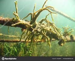 Attēlu rezultāti vaicājumam “Spongilla lacustris”