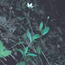 Attēlu rezultāti vaicājumam “Moehringia lateriflora”