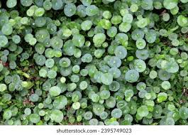 Attēlu rezultāti vaicājumam “Hydrocotyle vulgaris bud”