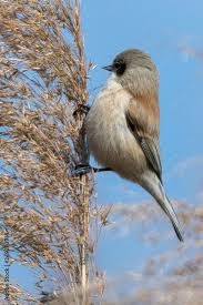 Attēlu rezultāti vaicājumam “Remiz pendulinus adult”