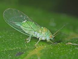 Attēlu rezultāti vaicājumam “Psylla alni nymph”