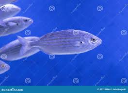 Image result for Sarpa salpa