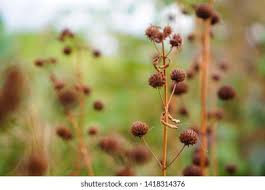 Attēlu rezultāti vaicājumam “Juncus inflexus bud”