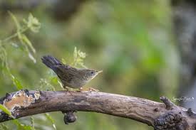 Image result for Locustella naevia