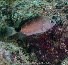 Image result for Hyporthodus niveatus