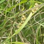 Attēlu rezultāti vaicājumam “Carex panicea fruit”