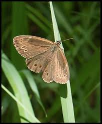 Attēlu rezultāti vaicājumam “Lopinga achine”