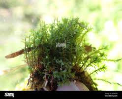 Attēlu rezultāti vaicājumam “Bryum weigelii”