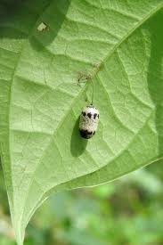 Attēlu rezultāti vaicājumam “Ichneumonidae cocoon”