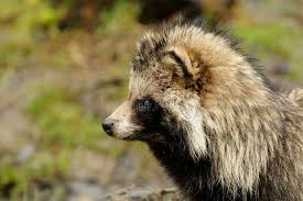 Attēlu rezultāti vaicājumam “Nyctereutes procyonoides”