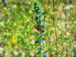Attēlu rezultāti vaicājumam “Echium vulgare bud”