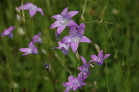 Image result for Campanula rapunculus